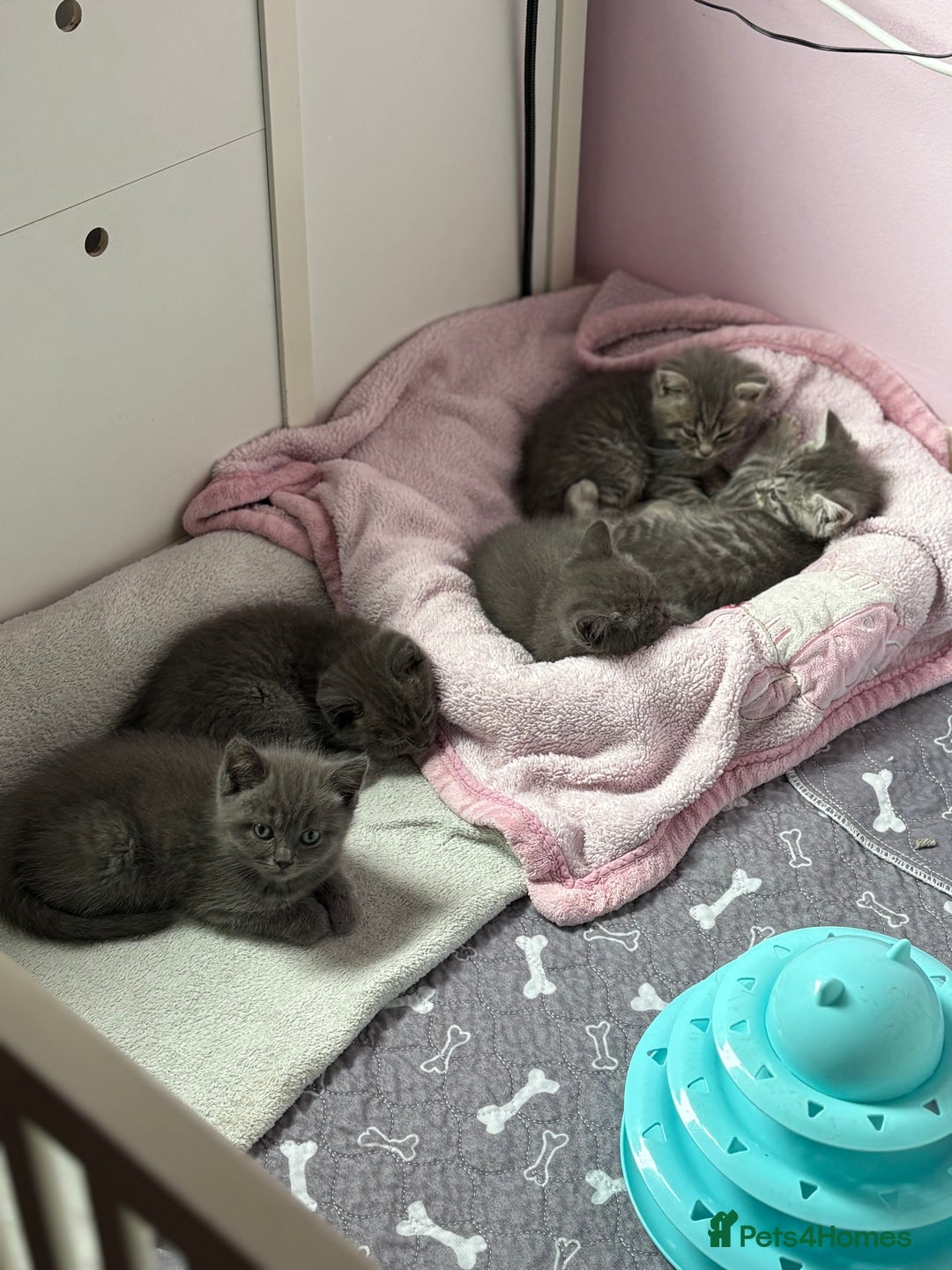 Mixed Breed cats for sale: Beautiful fur babies BSH x Scottish Straight - Image 14