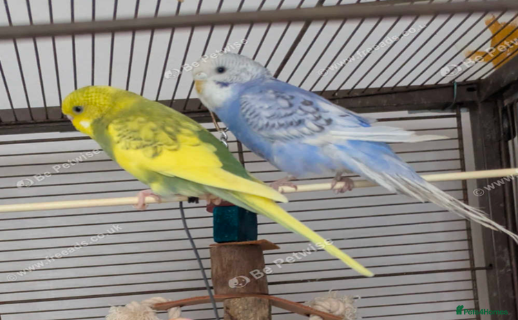 Budgerigars birds Pair of budgies - Advert 1