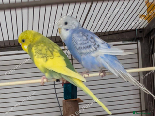 Budgerigars birds for sale: Pair of budgies - Advert 1