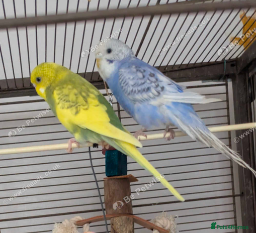 Budgerigars birds Pair of budgies - Advert 2