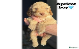 Cockapoo dogs for sale: F2B Cockapoos🐾2 left ready to leave🏡 in Leeds - Image 3