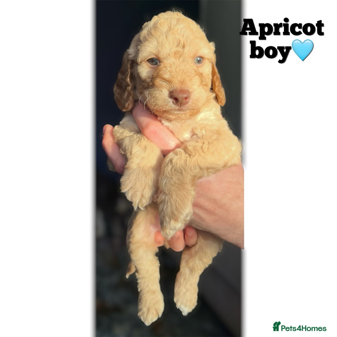 Cockapoo dogs for sale: F2B Cockapoos🐾2 left ready to leave🏡 in Leeds - Image 3