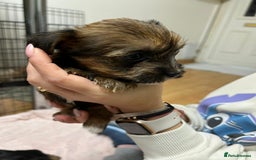 Yorkshire Terrier dogs for sale: Yorkshire Terrier  - Advert 10