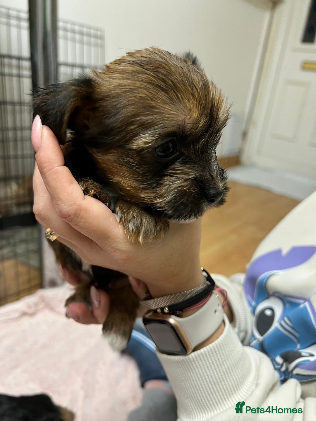 Yorkshire Terrier dogs for sale: Yorkshire Terrier  - Advert 10