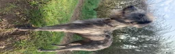 Bedlington Terrier dogs for stud: CT clear Bedlington x Whippet Lurcher for Stud in Scarborough - Advert 3