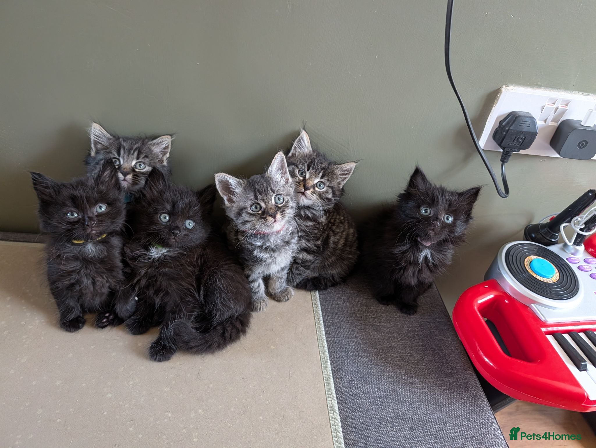 Mixed Breed cats Fluffy Kittens (Tabby & Black) - Advert 14