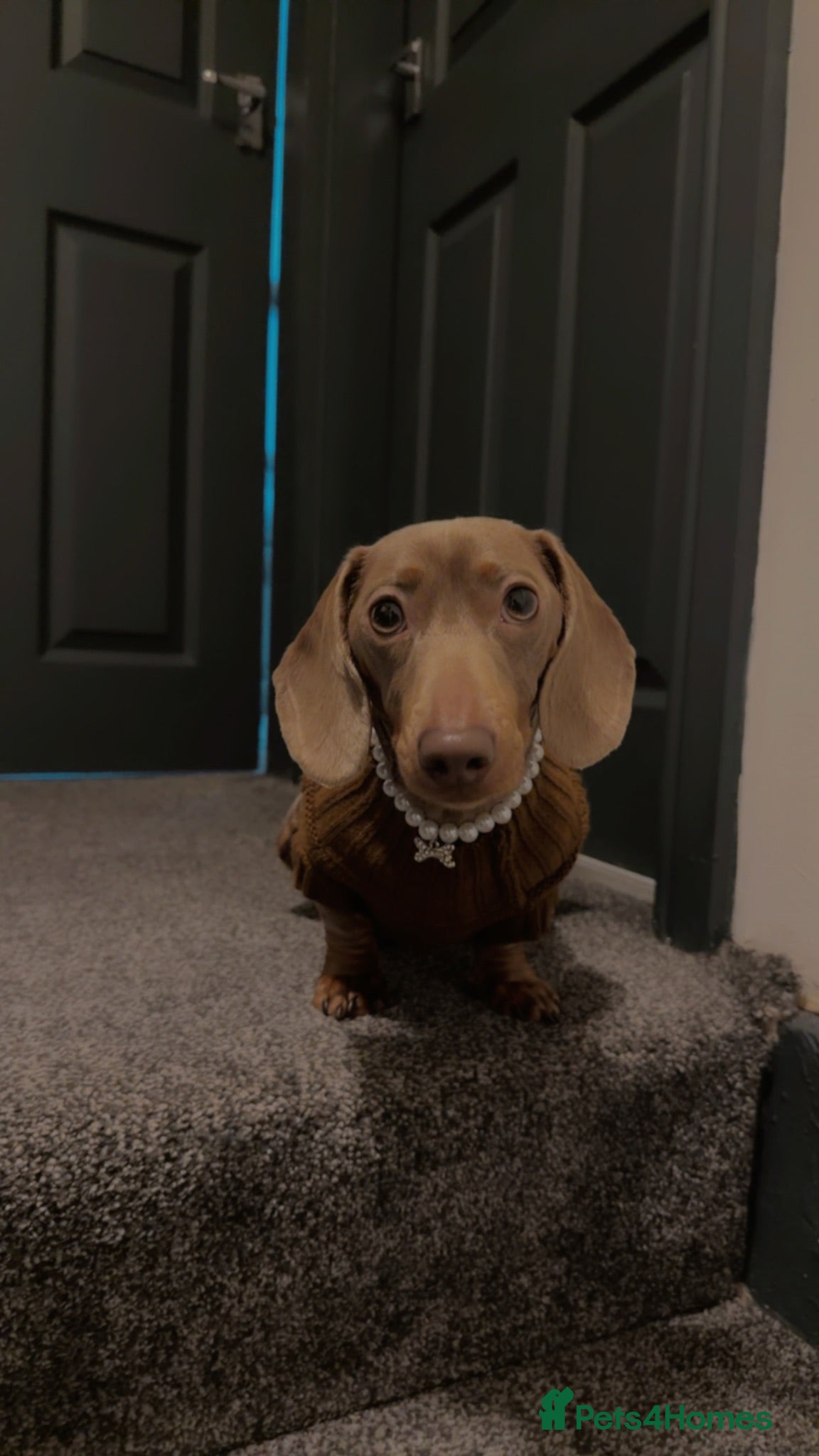 Miniature Dachshund dogs She is miel  - Advert 9