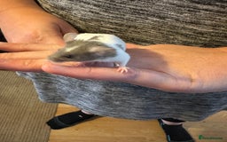 Mouse rodents for sale: 3 mice  - Image 2