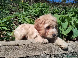 Cockapoo dogs Cockapoo Puppies F1 - Advert 11