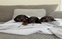 Dachshund dogs for sale: Minnature Long Haired Dachshund puppies  - Image 7