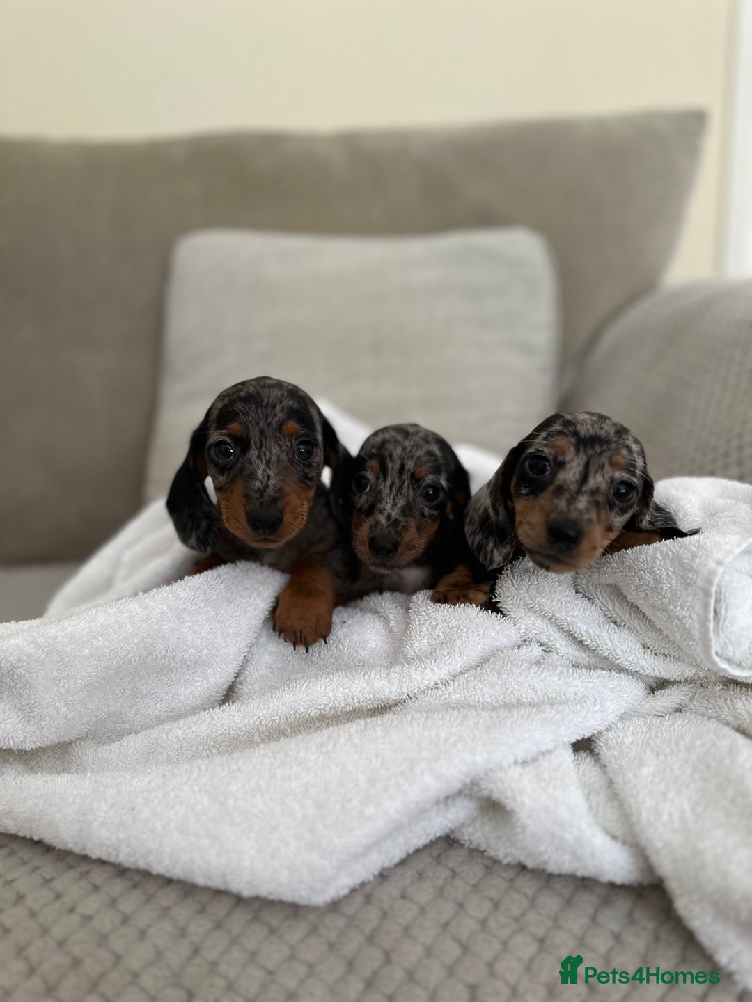 Dachshund dogs for sale: Minnature Long Haired Dachshund puppies  - Image 7
