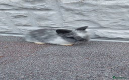 Lionhead rabbits for sale: Wonderful bunnies 07405173733  - Image 9