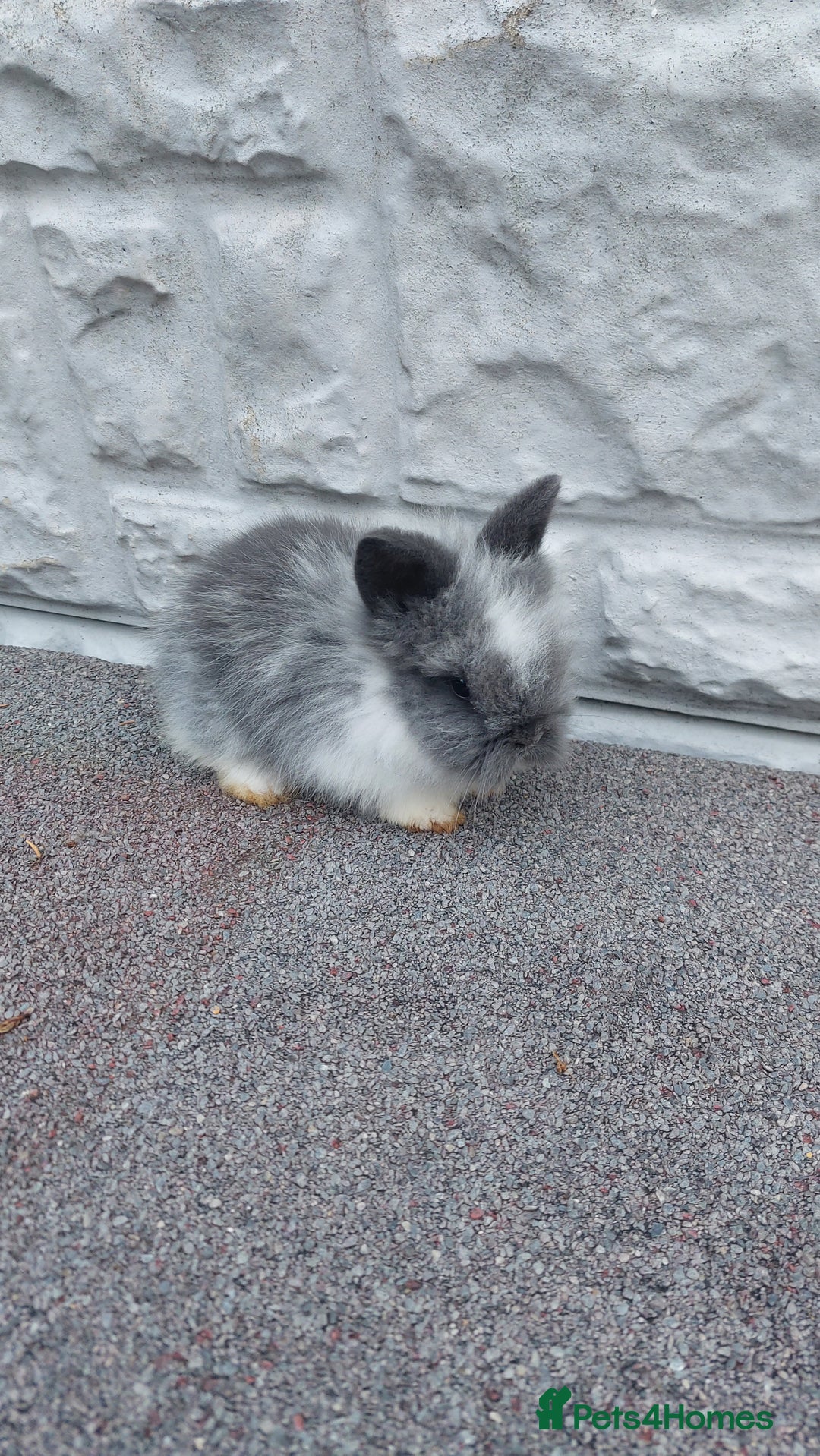 Lionhead rabbits for sale: Wonderful bunnies 07405173733  - Image 9