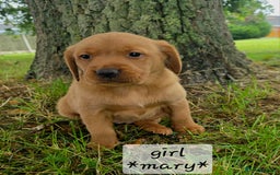 Labrador Retriever dogs for sale: Fox red labrador puppies - Image 11