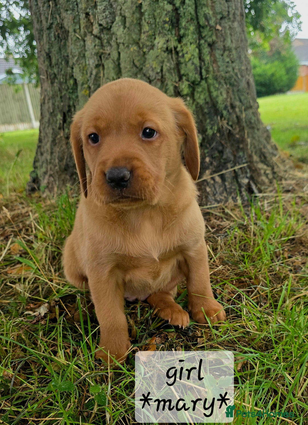 Labrador Retriever dogs for sale: Fox red labrador puppies - Image 11