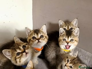 British Shorthair cats British Shorthair Kittens Full Pedigree Parents - Advert 7