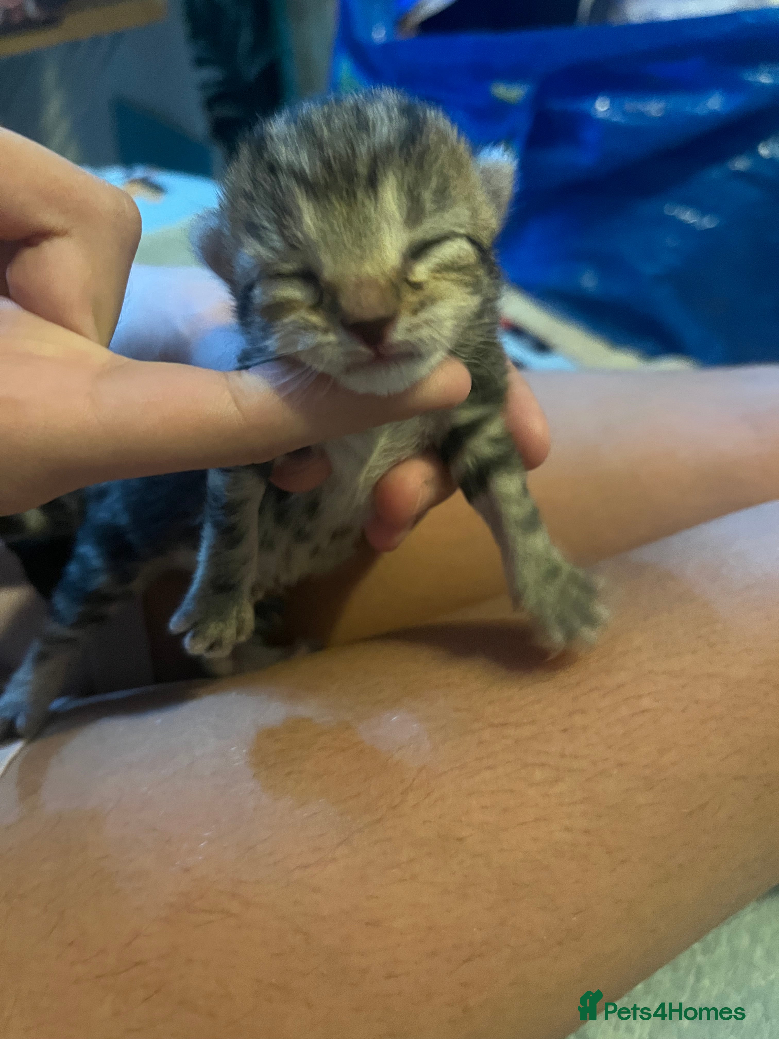 Mixed Breed cats Silver/Amber Bengal X kittens  - Advert 7