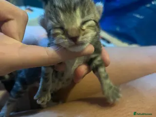 Mixed Breed cats Silver/Amber Bengal X kittens - Advert 7