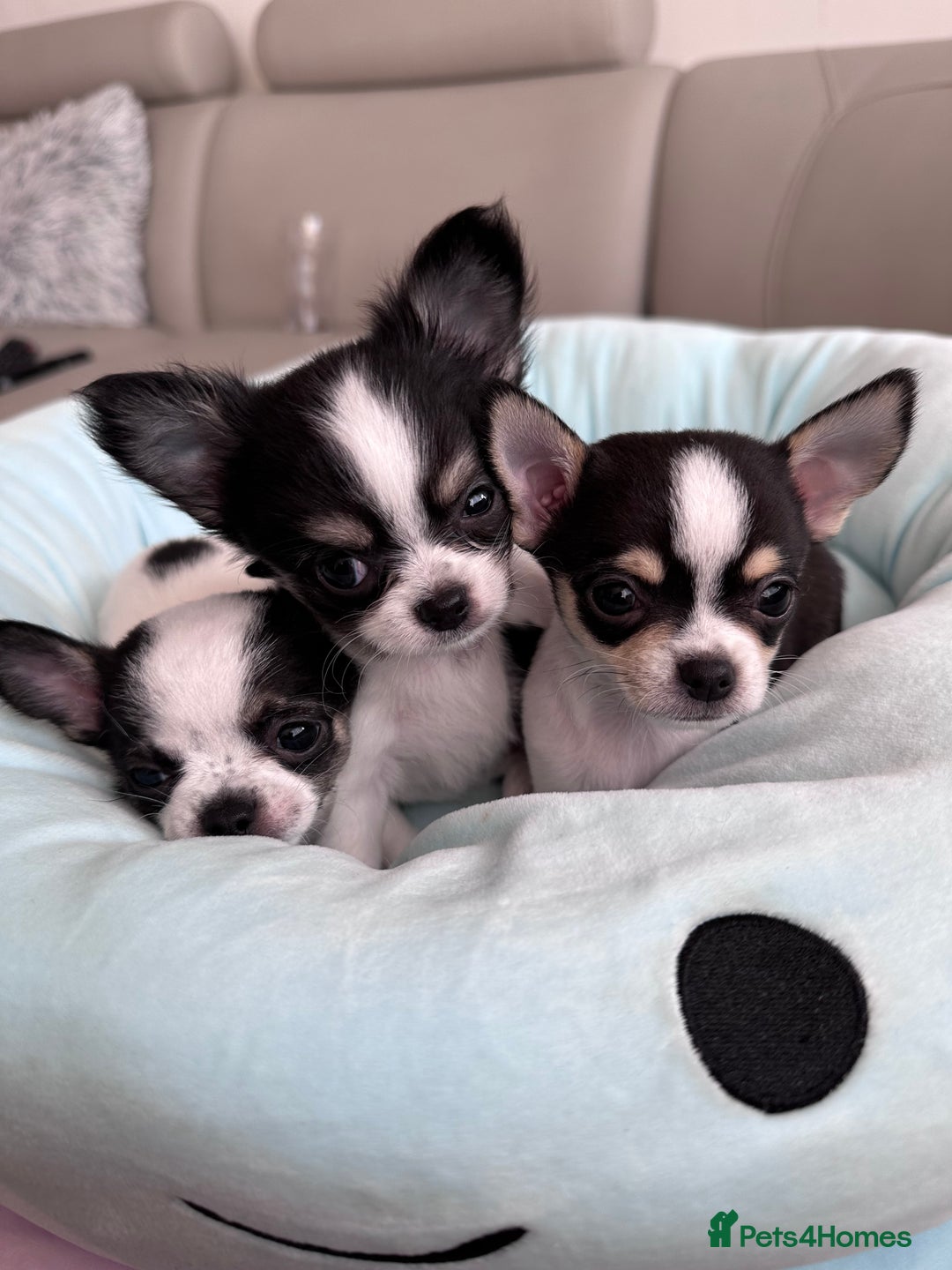Chihuahua dogs for sale: Chihuahua  - Image 9