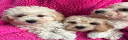 Poochon dogs for sale: 🌺3 POOCHON GIRLS in CHESHIRE🌺-Ready Fri  - Advert 15