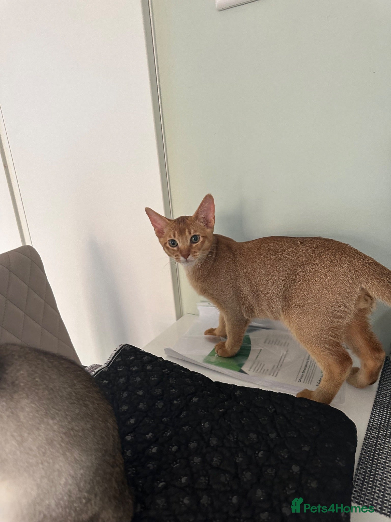Abyssinian cats Abyssinian kittens  - Advert 2