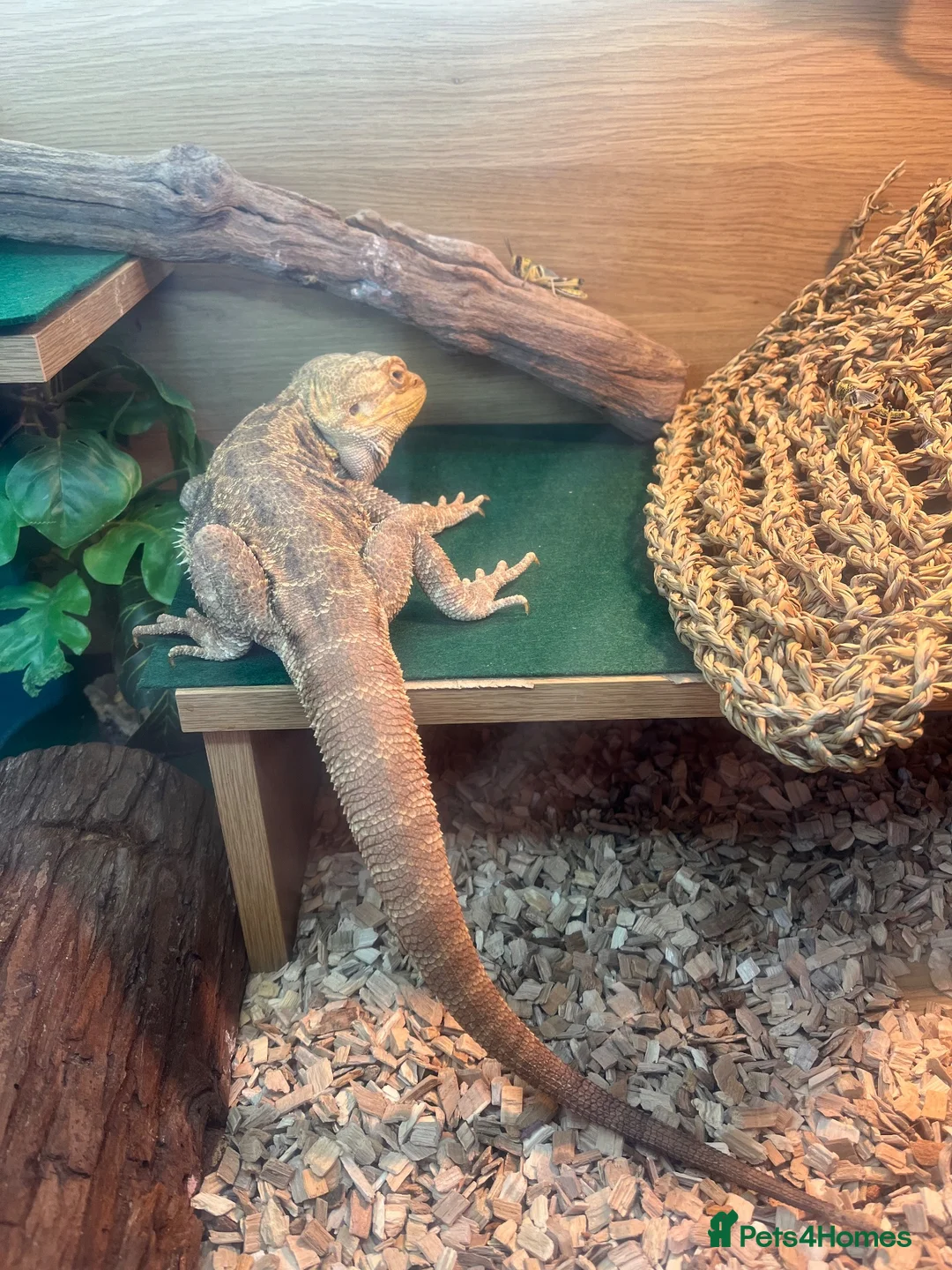 Bearded Dragon reptiles for sale: Bearded Dragon  - Advert 2