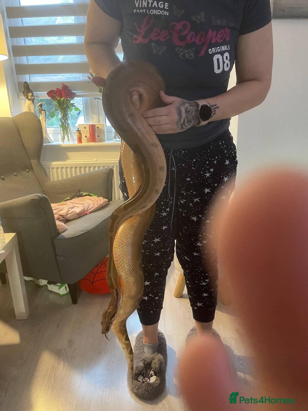 Boa Snake reptiles for sale: Boa Constrictor - Image 8