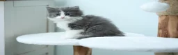 Ragdoll cats for sale: Ragdoll Cross Kittens Looking for Forever Home - Advert 16