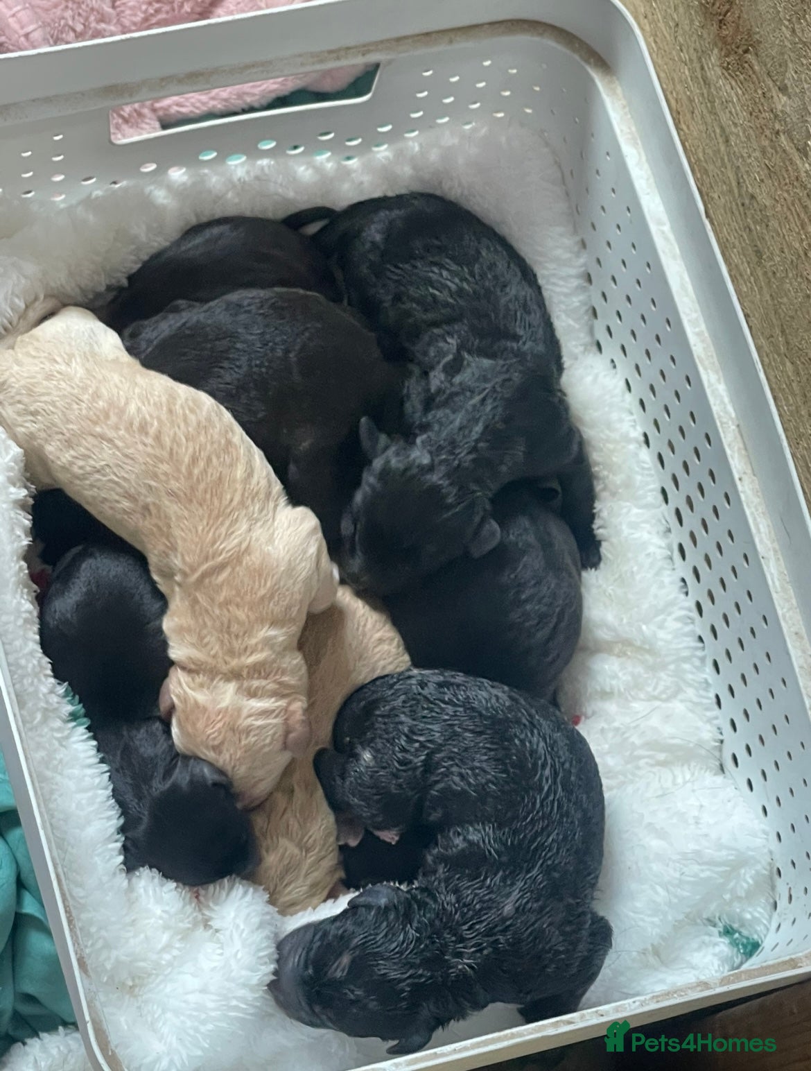 Labradoodle dogs F1 labradoodle puppies  - Advert 2