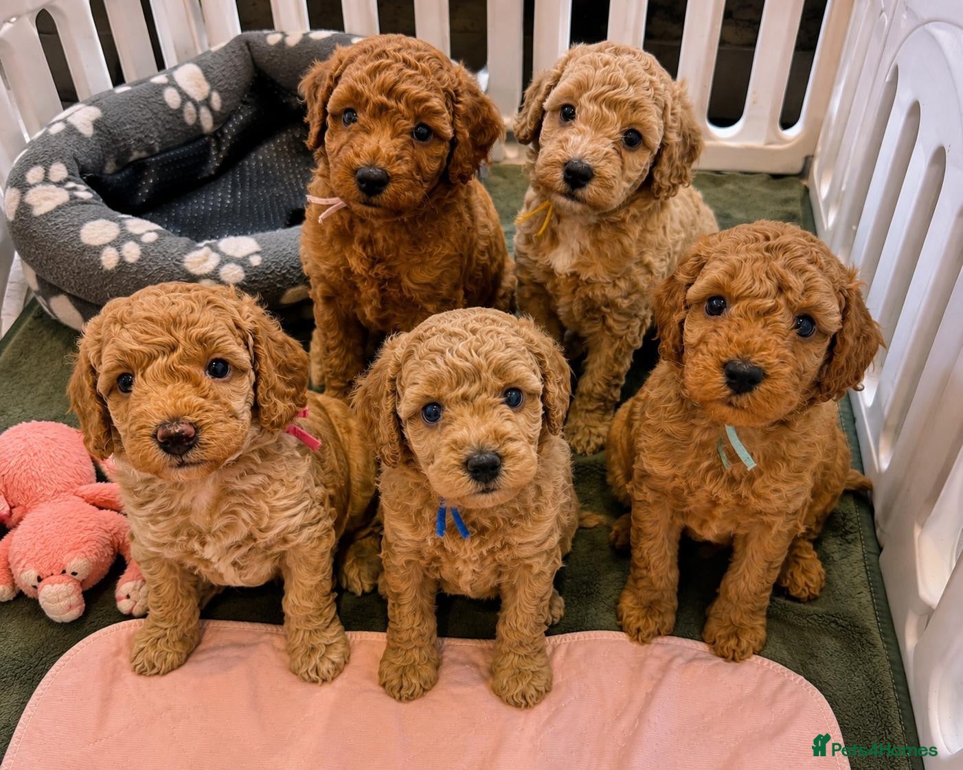 Cavapoo dogs Beautiful F1bb Cavapoo Puppies x 5 - Advert 3