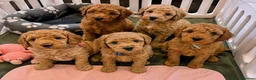 Cavapoo dogs for sale: Beautiful F1bb Cavapoo Puppies x 5 - Advert 1