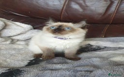 Ragdoll cats for sale: Beautiful GCCF Registered Ragdoll Kittens. - Image 9