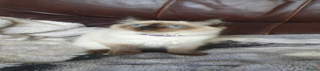 Seal Point Girl Purple Collar.