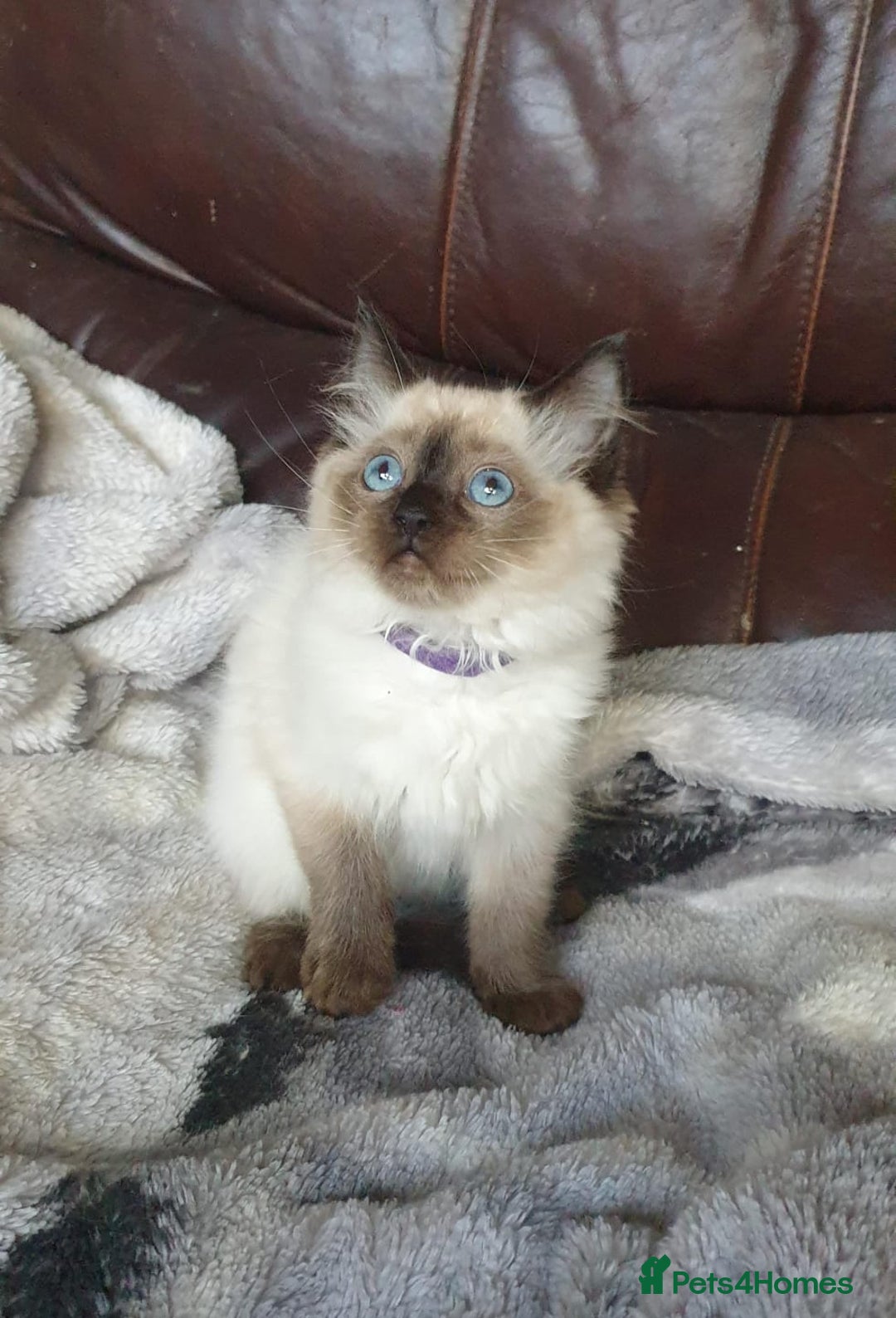 Ragdoll cats for sale: Beautiful GCCF Registered Ragdoll Kittens. - Image 9