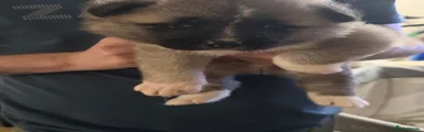 Akita Puppy 3