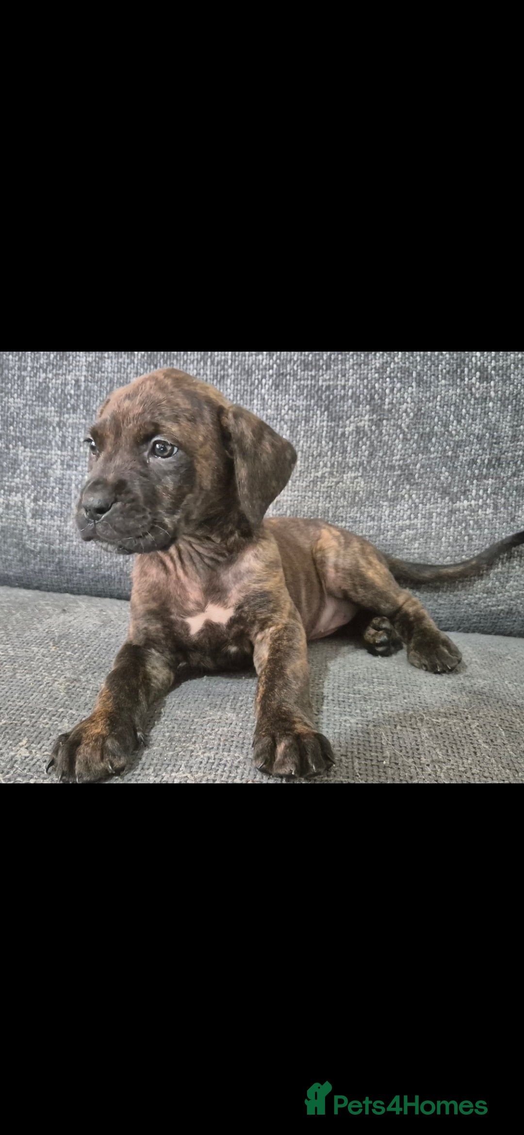 Mixed Breed dogs LAST PUP!  Mastiff cross Puppys looking for home  - Advert 10