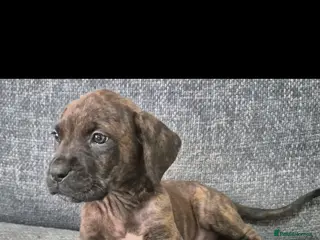 Mixed Breed dogs LAST PUP! Mastiff cross Puppys looking for home - Advert 10