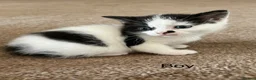 British Shorthair cats for sale: Bristish shorthair mix kittens - Advert 4
