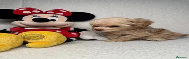 Cockapoo 3