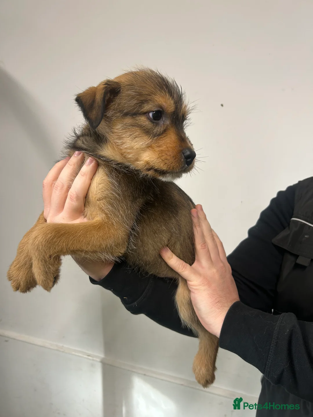 Soft Coated Wheaten Terrier dogs for sale: Traditional Irish Wheaten Terriers  - Advert 16