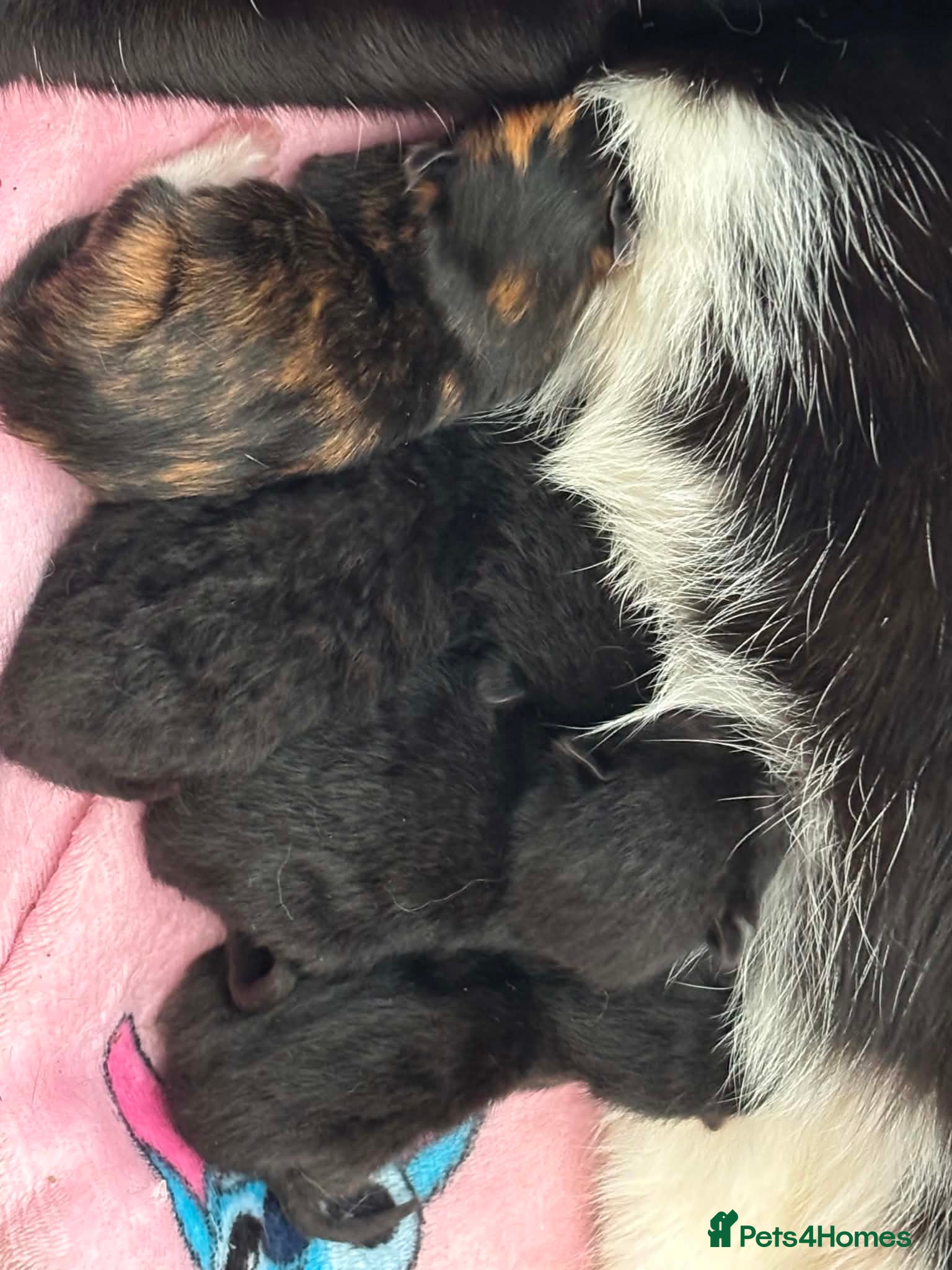 Mixed Breed cats Kittens for sale  - Advert 3