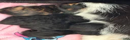 Mixed Breed cats for sale: Kittens for sale  in Kilwinning - Advert 1