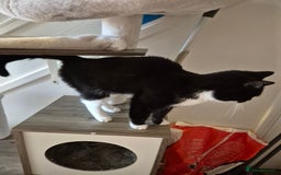 British Shorthair cats for sale: 2 cats brother and sister  - Image 2