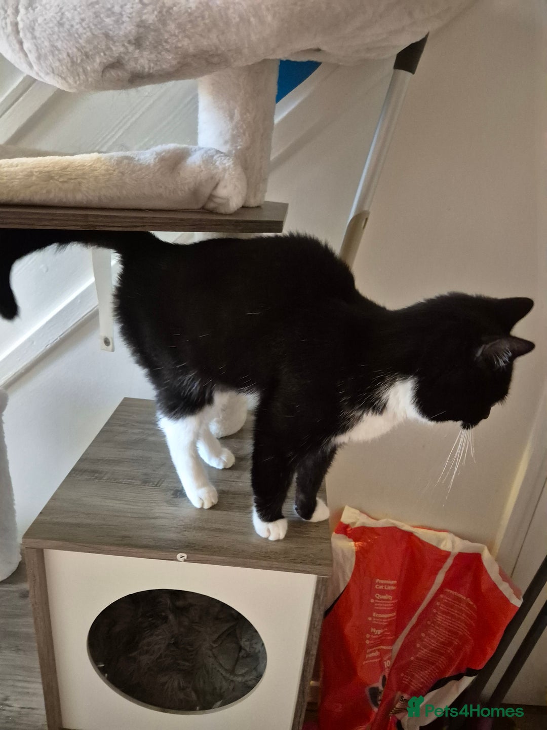 British Shorthair cats for sale: 2 cats brother and sister  - Image 2