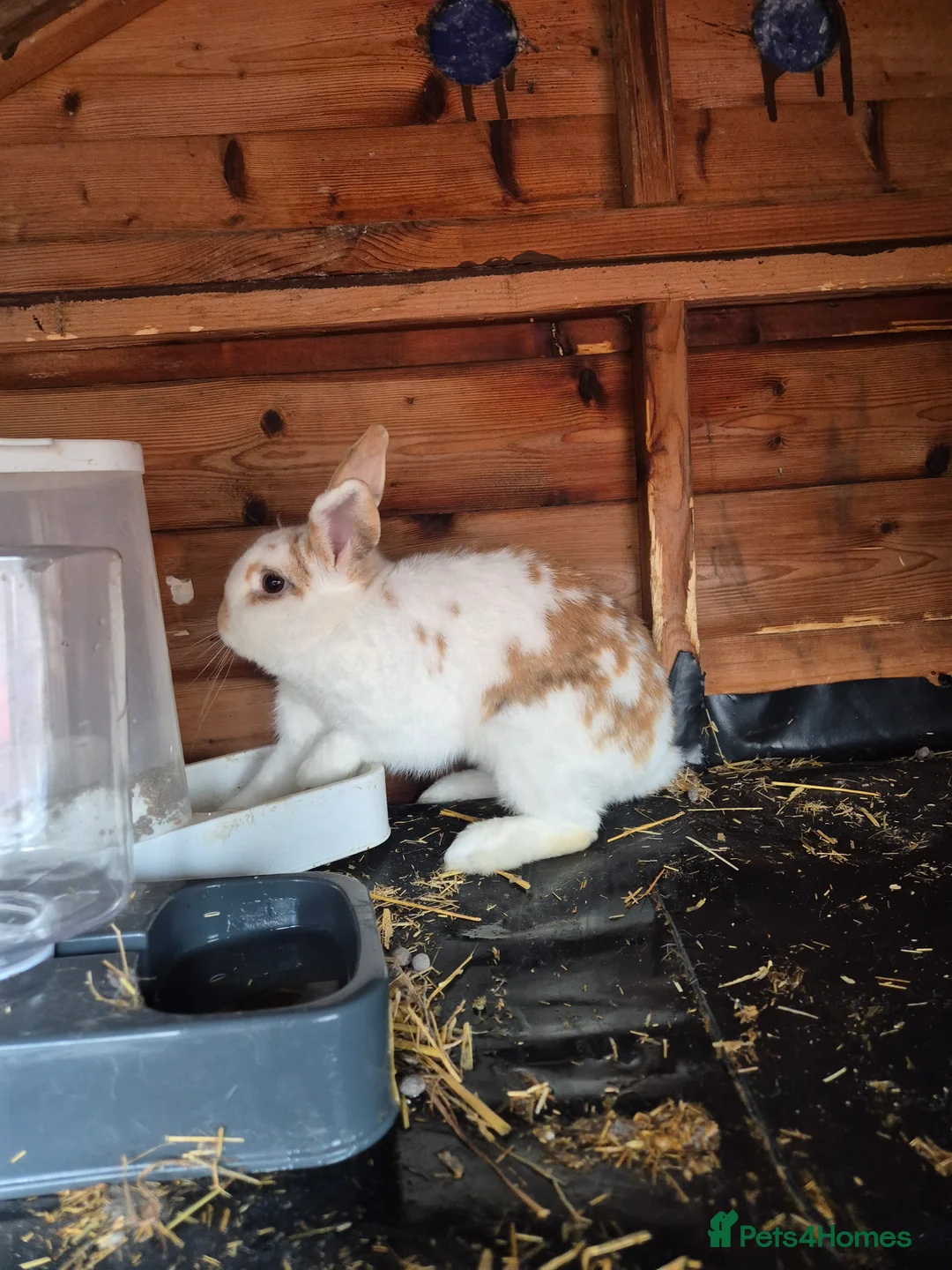 English rabbits for sale: English Doe for sale in Bradford - Advert 1