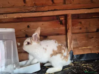 English rabbits English Doe for sale in Bradford - Advert 11