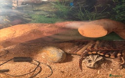 Corn Snake reptiles for sale: Adult Corn Snake Male  - Image 2