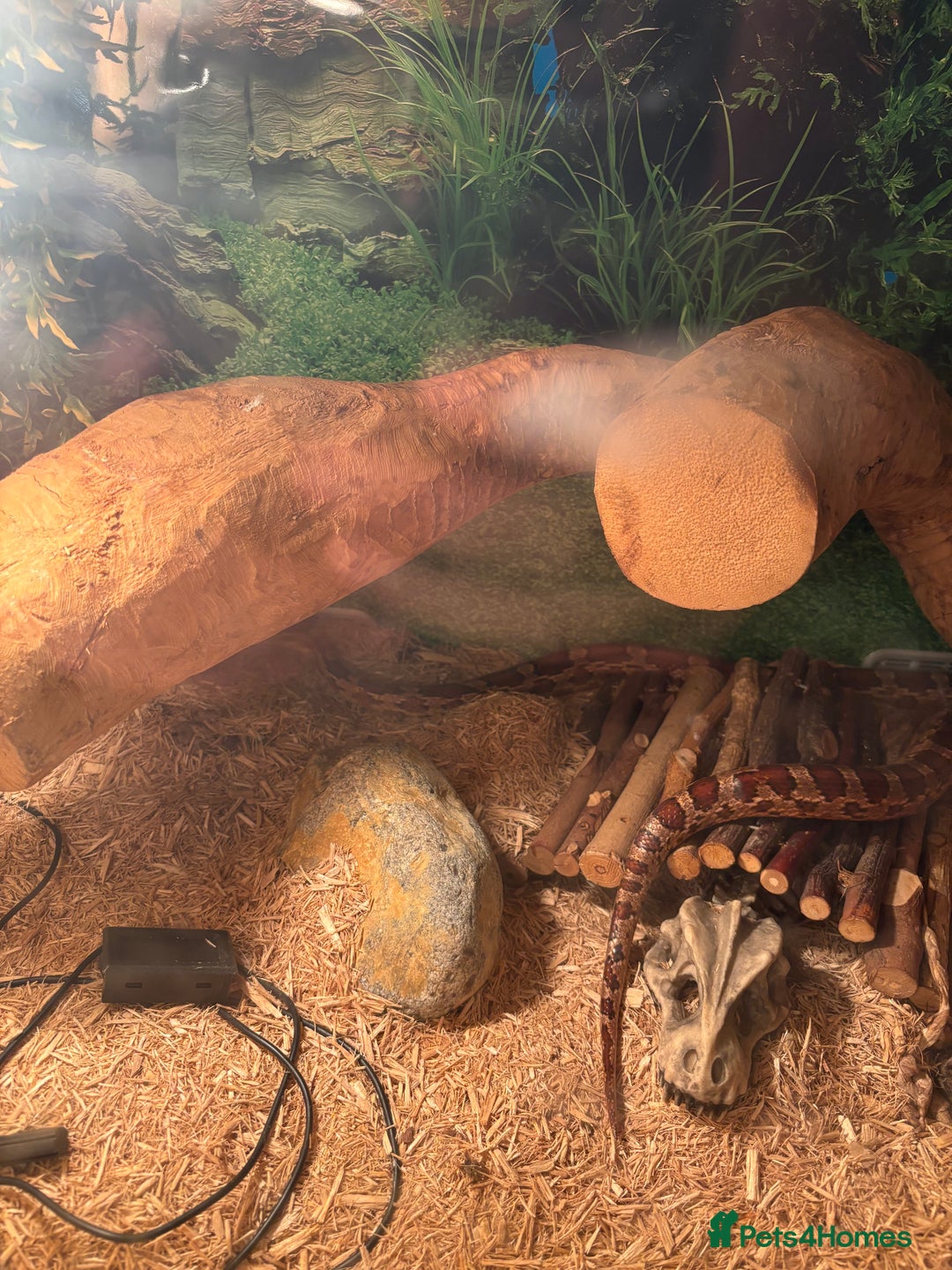 Corn Snake reptiles for sale: Adult Corn Snake Male  - Image 2