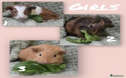 Guinea Pig rodents for sale: Mixture of teddy and abyssinian guinea pig - Image 1