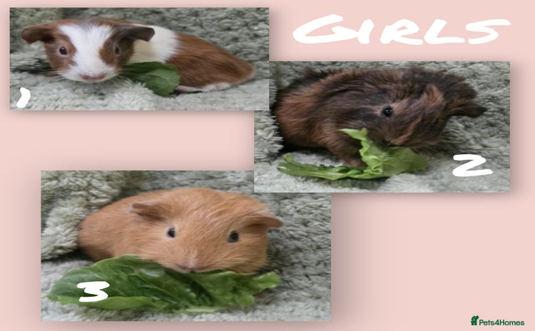 Guinea Pig rodents - Advert 3